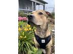 Adopt Sam a Pit Bull Terrier