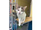 Adopt Kevin a Domestic Short Hair