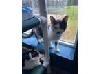 Adopt Sketch a Domestic Short Hair
