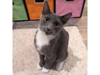 Adopt Loki a Domestic Short Hair