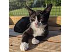Adopt Kronk a Domestic Short Hair