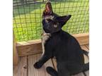 Adopt Pacha a Domestic Short Hair