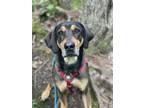 Adopt Jax a Hound