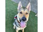 Adopt Goliath a Mixed Breed