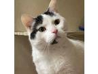 Adopt MARVIN a Domestic Short Hair