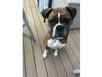 Adopt Cooper *Adoption Pending* a Boxer