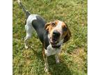 Adopt Archie a Hound