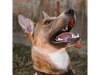 Adopt Gengar a Mixed Breed