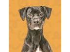 Adopt Apollo a Mixed Breed