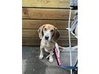Adopt COLEXICO a Beagle