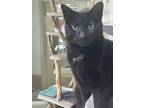 Adopt Snickers a Domestic Short Hair