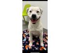 Adopt Otis a Border Collie, Pit Bull Terrier