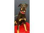 Adopt Choppa a Rottweiler, Shepherd