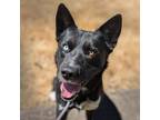 Adopt Azul (mcas) a Siberian Husky