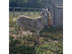 Adopt Apple a Goat