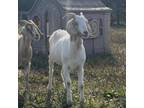 Adopt Pumpkin a Goat