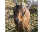 Adopt Pecan a Goat