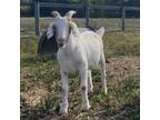 Adopt Lemon Meringue a Goat