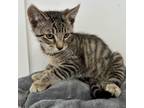 Adopt Ashin a Domestic Short Hair