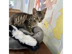 Adopt Mango Tango a Domestic Short Hair