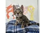 Adopt Jazzy a Domestic Short Hair