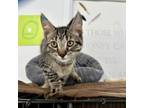 Adopt Cadbury a Domestic Short Hair