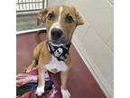 Adopt Cosmo a Mixed Breed