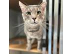 Adopt Peppers a Domestic Short Hair