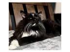 Adopt Big Baby a Domestic Long Hair