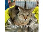 Adopt Harry #FIV-Pos a Tabby, Domestic Short Hair