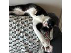 Adopt Noel a Domestic Short Hair