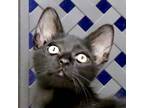 Adopt Moe a Domestic Short Hair
