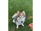 Koda aka Muffin Husky Adult Male