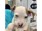Pep Puppy Male