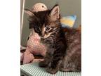 Miracle Domestic Longhair Kitten Male