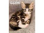 Lloyd Domestic Shorthair Kitten Male