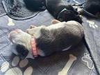 Splash Puppy Female