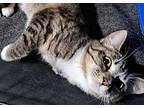Slinky Domestic Shorthair Young Female