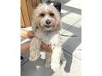 Buddy Cavachon Young Male