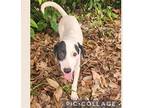 Anny Puppy Female