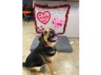 Moose Labrador Retriever Adult Male