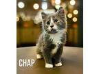 Chap Domestic Longhair Kitten Male