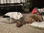 Winnie: In Need of Foster American Bulldog Adult Female