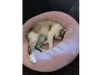 Adopt Kitty Kitty a Siamese