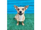 Tago Chiweenie Puppy Female