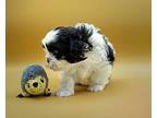 Rydell Shih Tzu Puppy Female