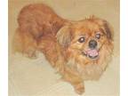 Hope Pekingese Adult Female