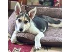 Sassie German Shepherd Dog Puppy Female