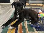 Fiddlehead Mixed Breed (Medium) Puppy Male