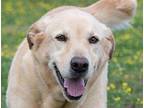 DUKE Labrador Retriever Adult Male